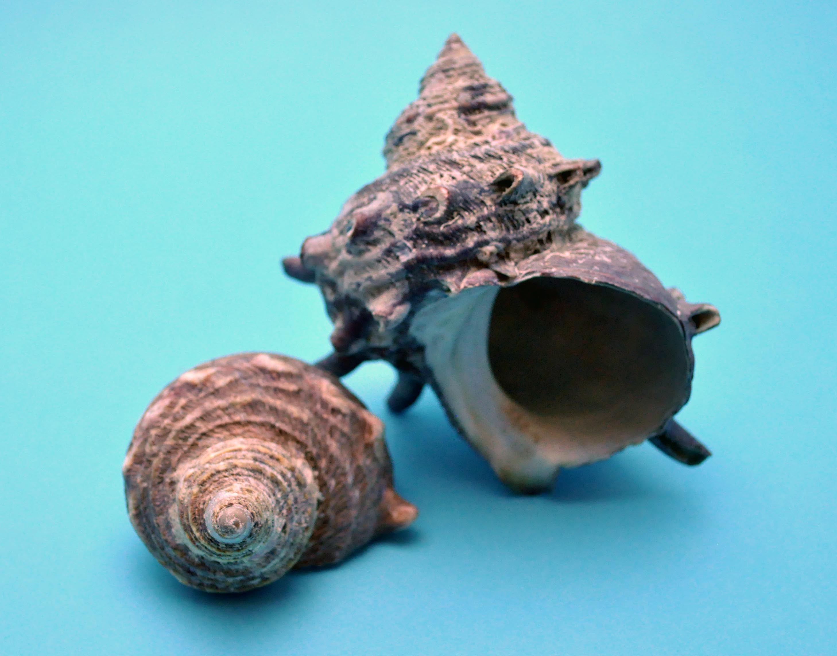 大きな螺旋状の貝殻 71oBT3v89OL._AC_UF894,